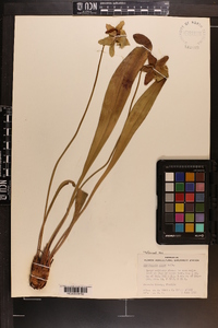 Sarracenia minor image