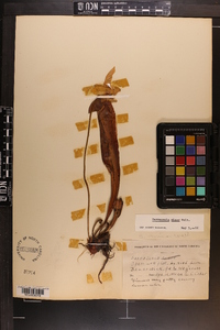 Sarracenia minor image