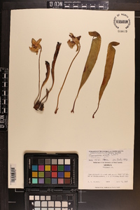 Sarracenia minor image