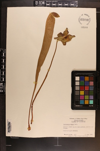 Sarracenia minor image