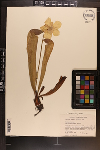 Sarracenia minor image