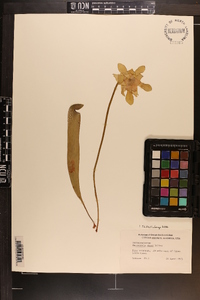 Sarracenia minor image