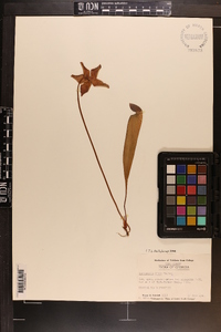 Sarracenia minor image