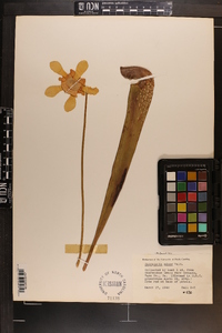 Sarracenia minor image