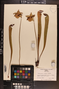 Sarracenia minor image