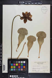 Sarracenia purpurea image