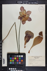 Sarracenia purpurea image