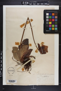 Sarracenia purpurea image