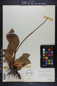 Sarracenia purpurea image