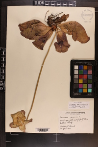 Sarracenia rosea image