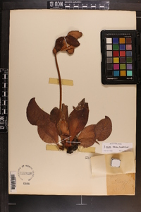 Sarracenia rosea image