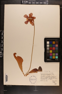 Sarracenia psittacina image