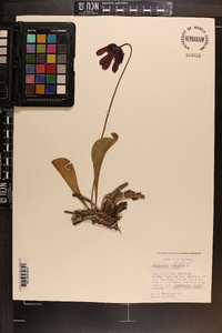 Sarracenia psittacina image