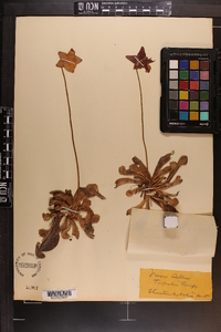 Sarracenia psittacina image