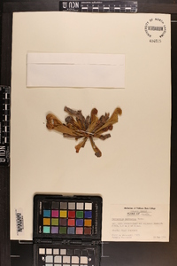 Sarracenia psittacina image