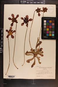 Sarracenia psittacina image