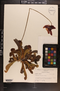 Sarracenia psittacina image