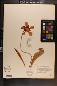 Sarracenia psittacina image