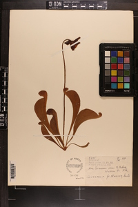 Sarracenia psittacina image