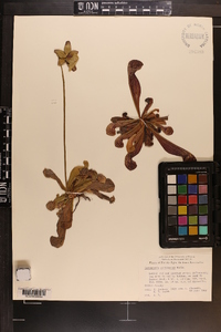 Sarracenia psittacina image