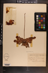 Sarracenia psittacina image