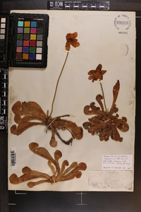 Sarracenia psittacina image