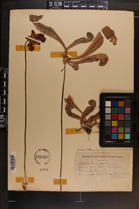 Sarracenia psittacina image