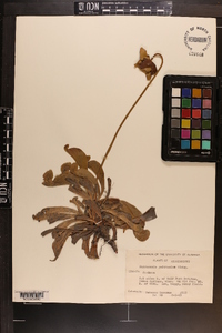 Sarracenia psittacina image