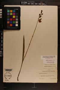 Calopogon tuberosus var. tuberosus image