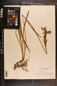 Iris kaempferi image