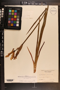 Iris virginica image