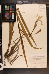 Iris virginica image