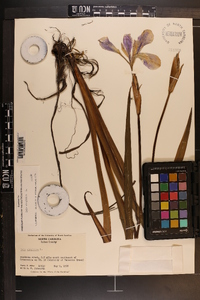 Iris virginica image