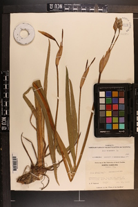 Iris virginica image