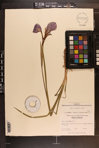 Iris tridentata image