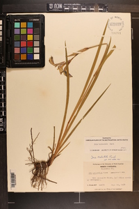 Iris tridentata image