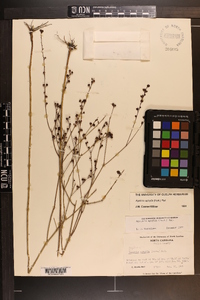 Agalinis aphylla image
