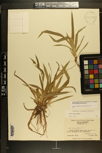 Carex pigra image