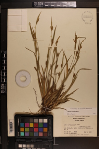 Carex pigra image