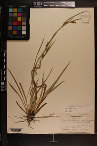 Carex pigra image