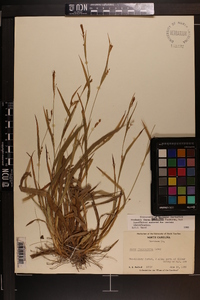 Carex pigra image