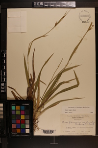 Carex pigra image