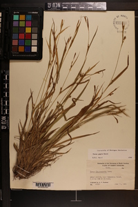 Carex pigra image