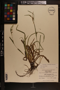 Carex pigra image