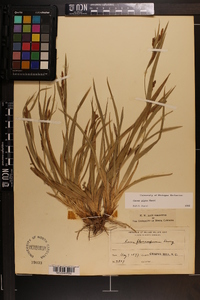 Carex pigra image