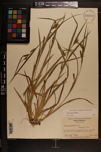 Carex pigra image