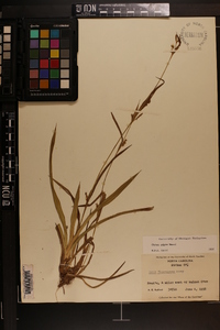 Carex pigra image