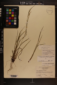 Carex manhartii image