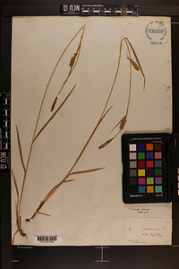 Carex meadii image