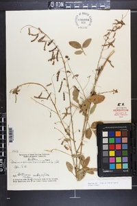 Desmodium canescens image